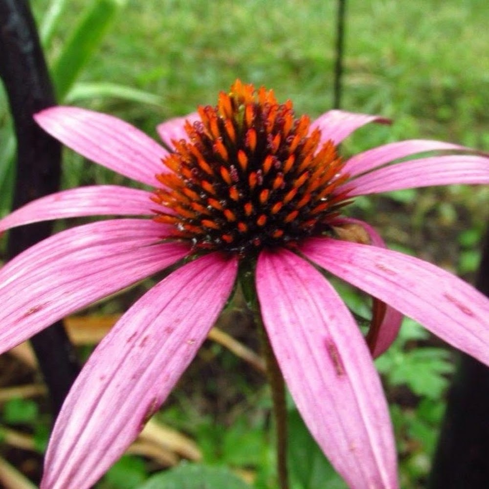 Meet your Posher, Morgan